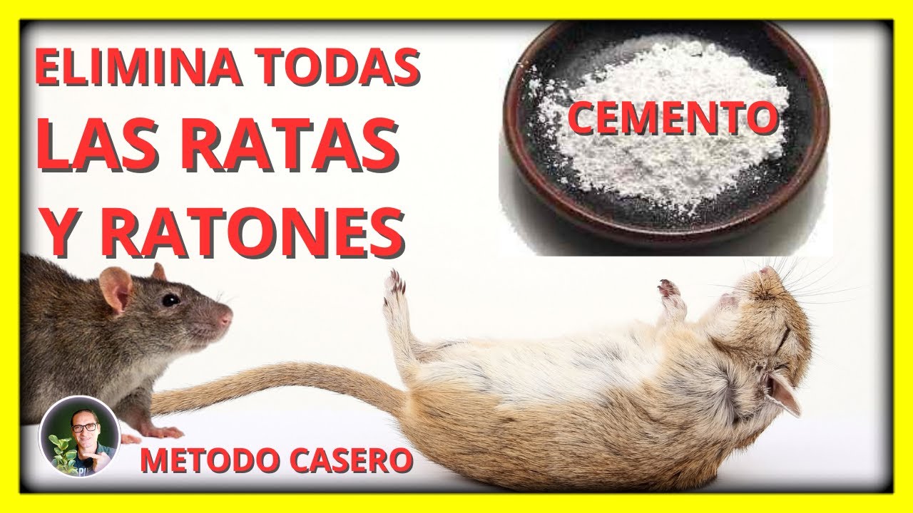 como acabar con las ratas del jardin