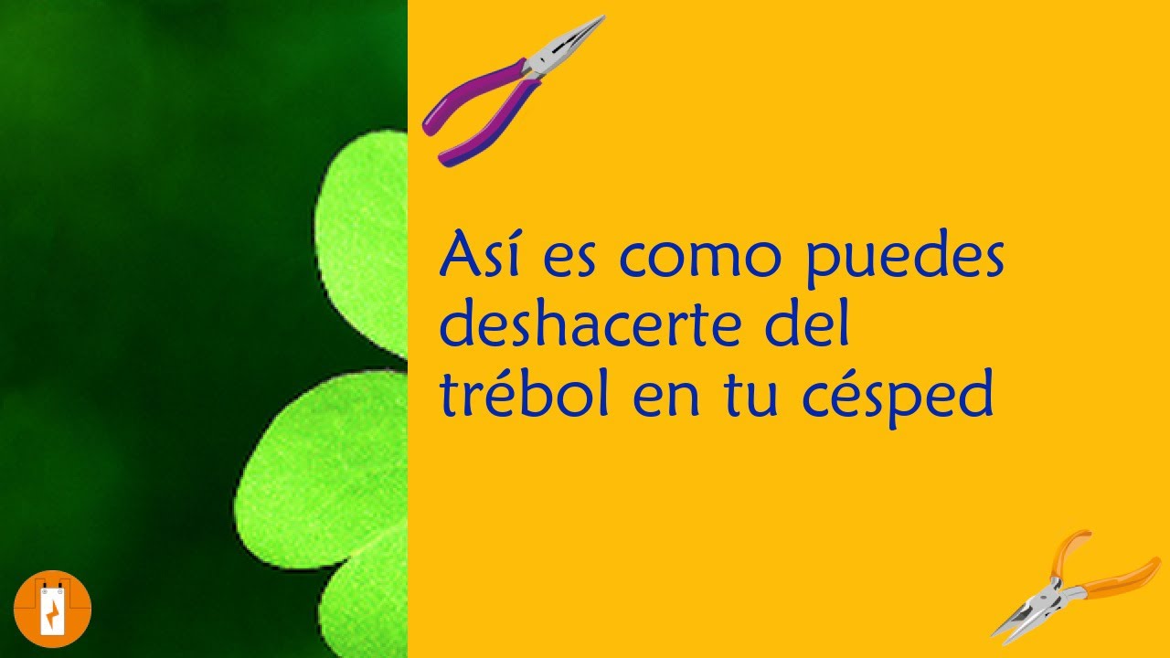 como acabar con los treboles del jardin