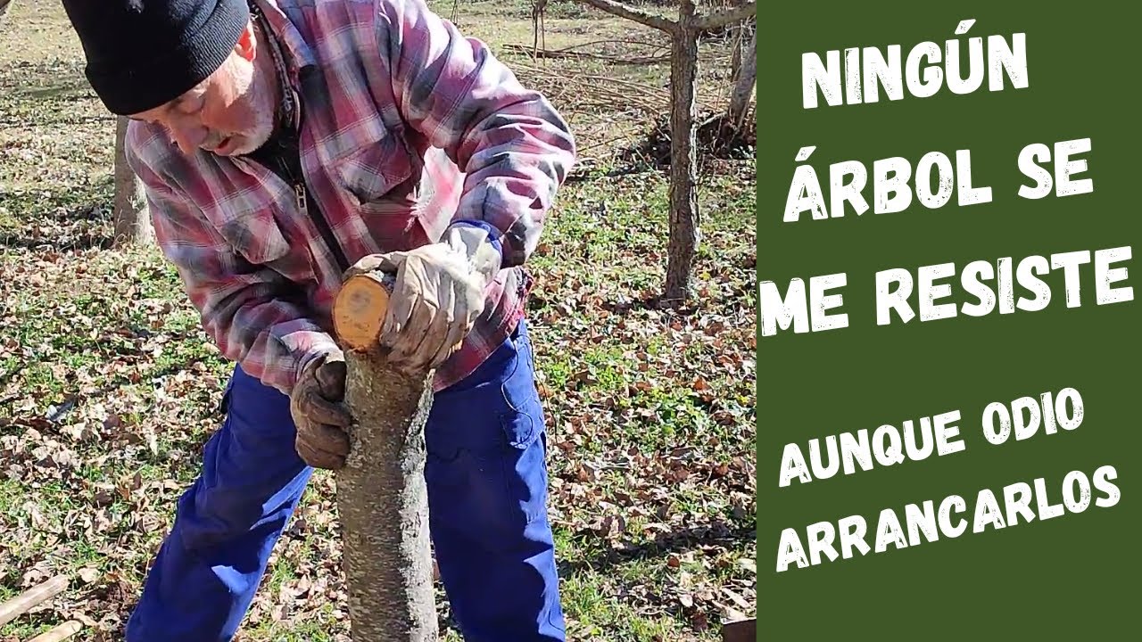 como arrancar un arbol de raiz