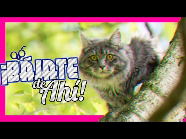 como bajar un gato de un arbol