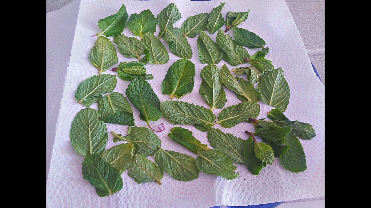 como conservar las hojas de menta