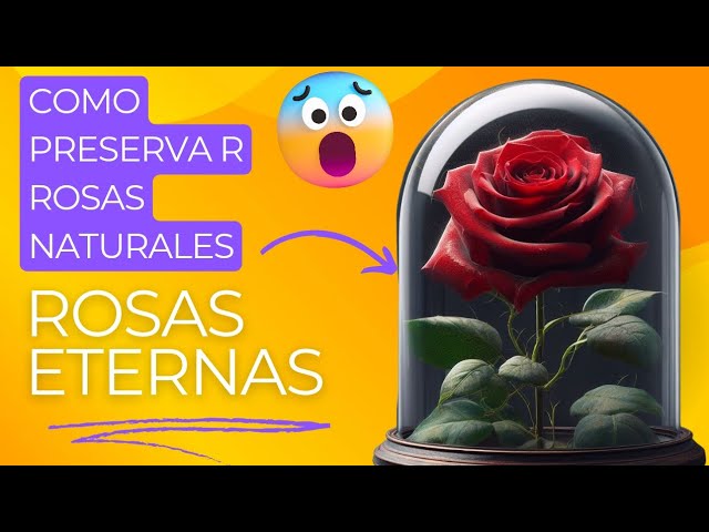 como conservar una rosa cortada para siempre