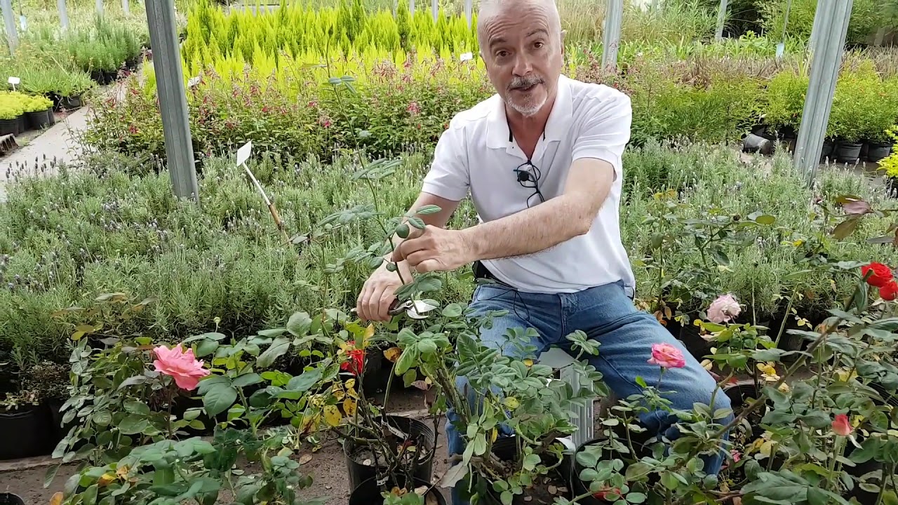 como cortar las rosas para que salgan mas