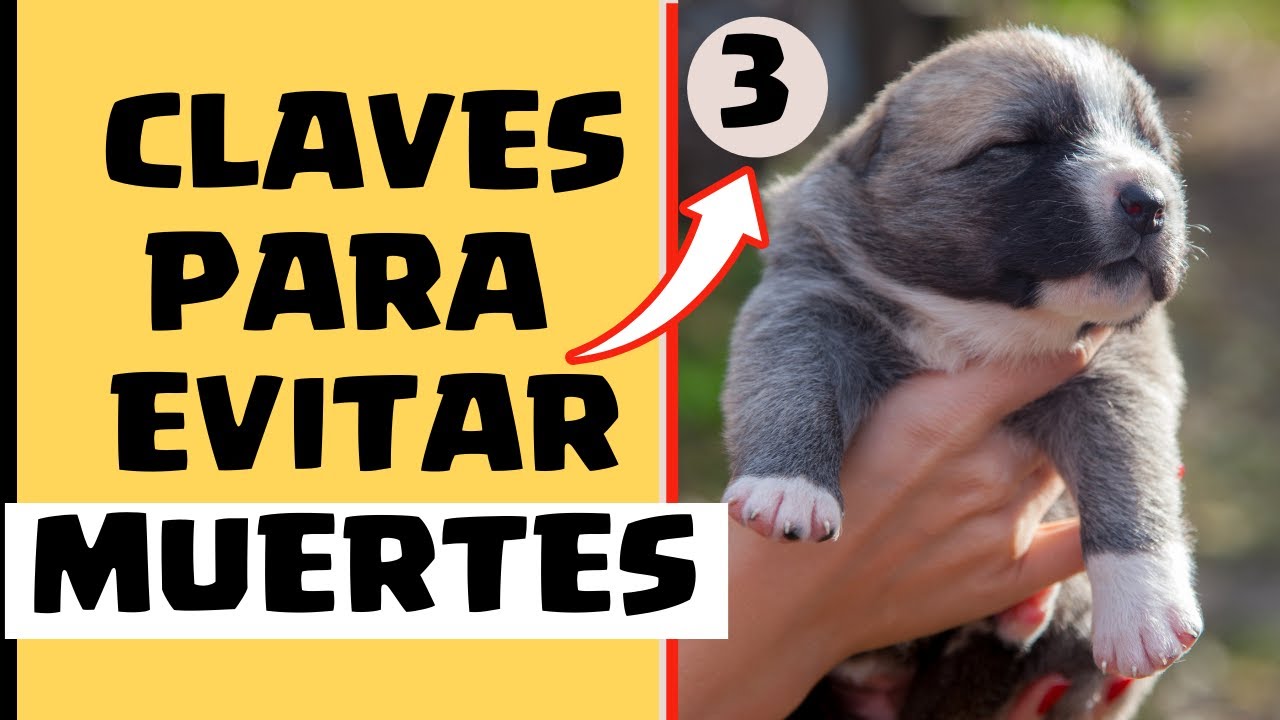 como cuidar a un cachorro de 1 mes