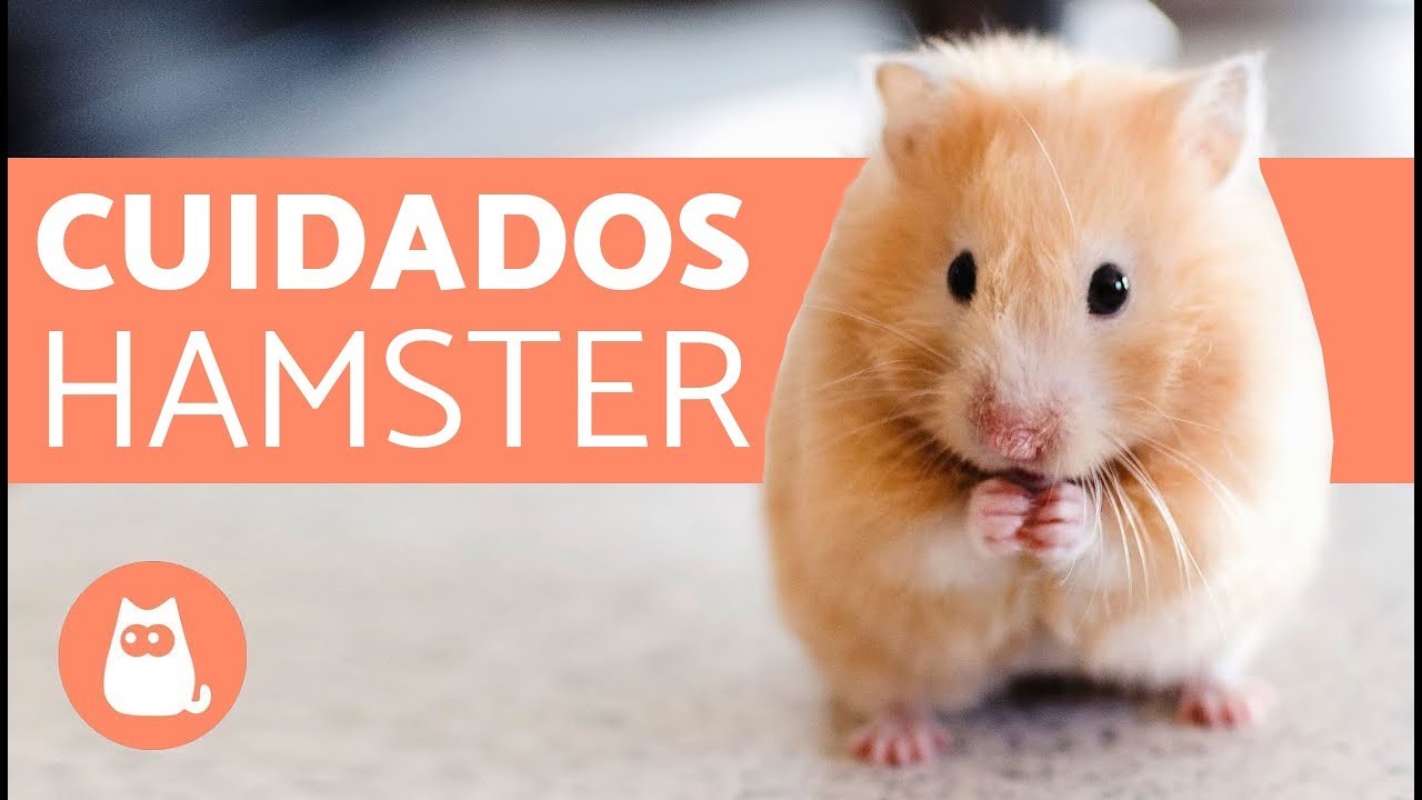 como cuidar a un hamster ruso