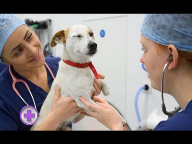 como cuidar a un perro con problemas del corazón