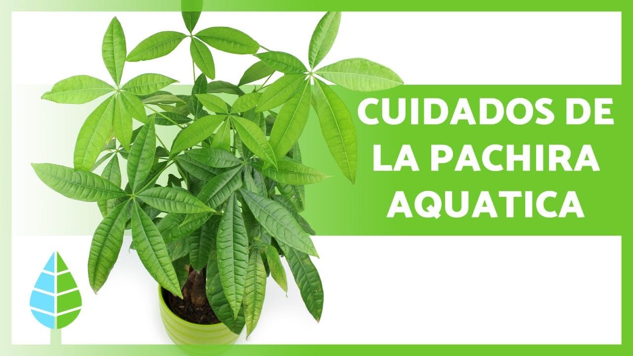 como cuidar el arbol del dinero