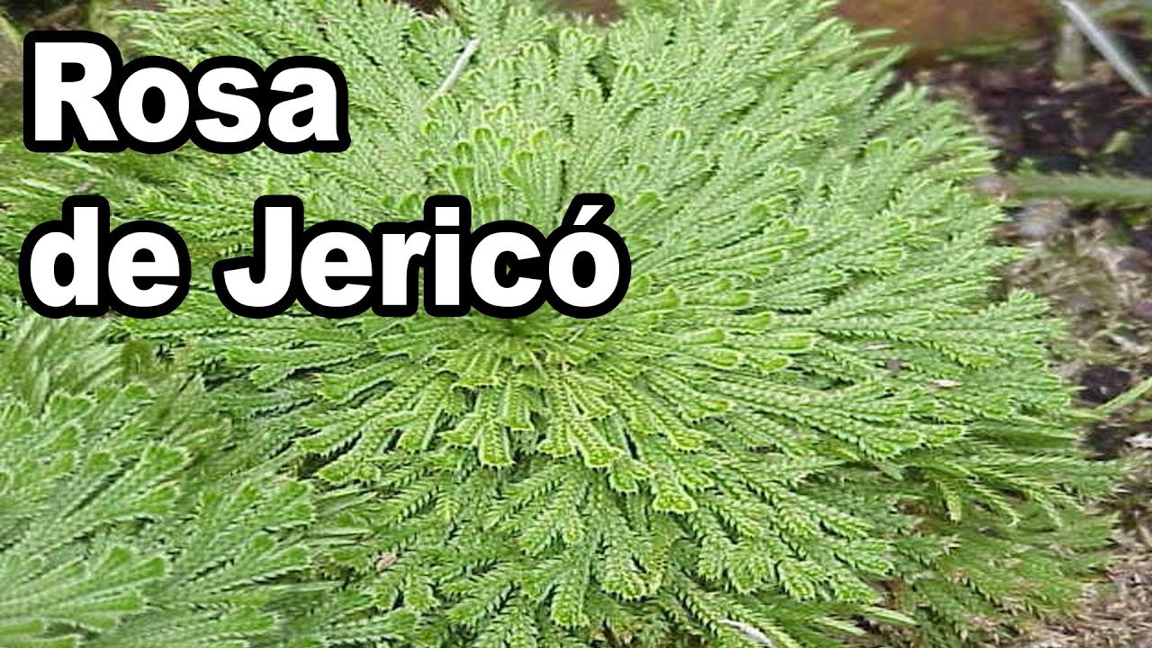 como cuidar la rosa de jerico