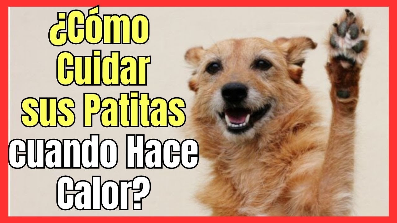 como cuidar las almohadillas de los perros