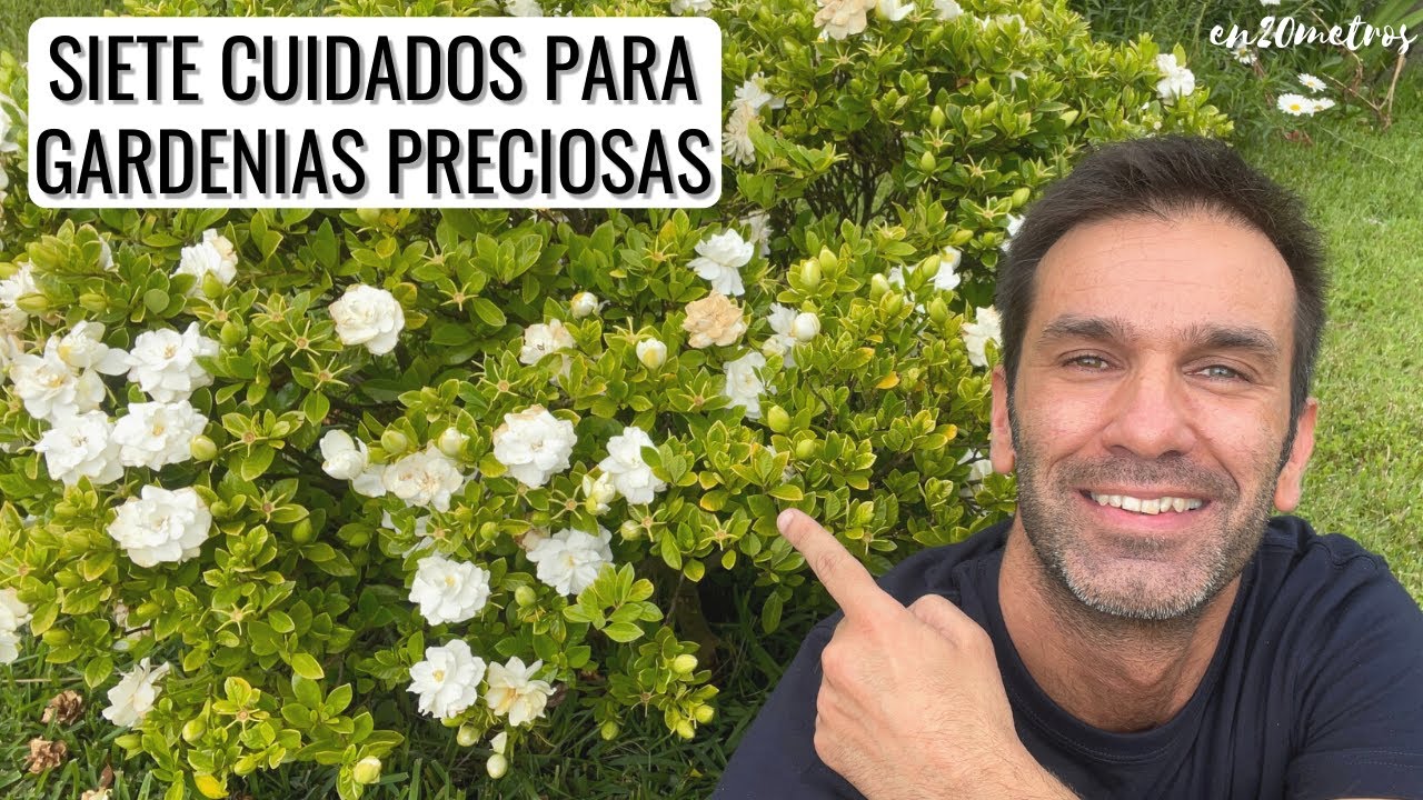 cómo cuidar las gardenias en maceta