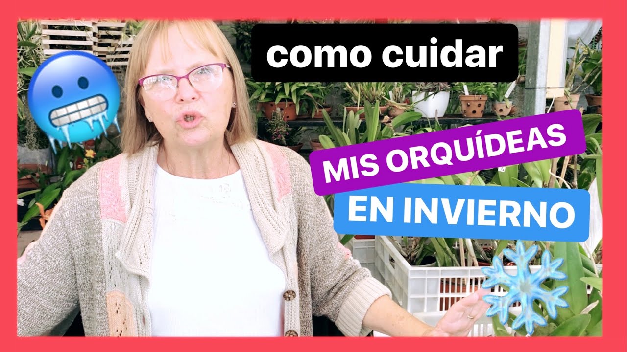 como cuidar las orquideas en invierno