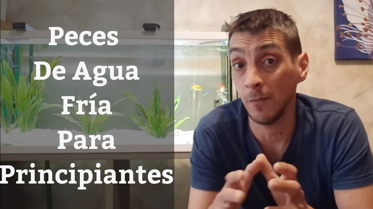 como cuidar peces de agua fria