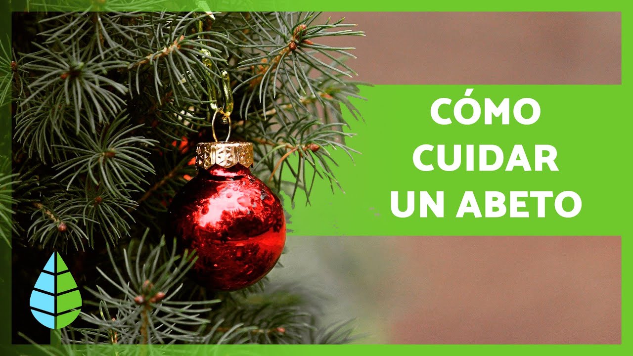 como cuidar un abeto en maceta