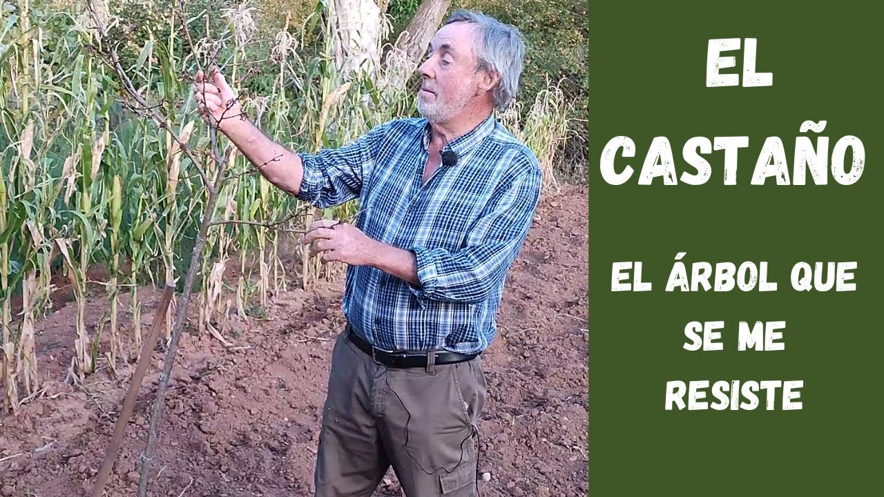 como cuidar un castaño en maceta