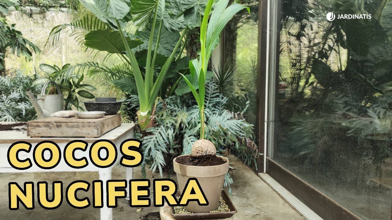 como cuidar un cocotero en casa