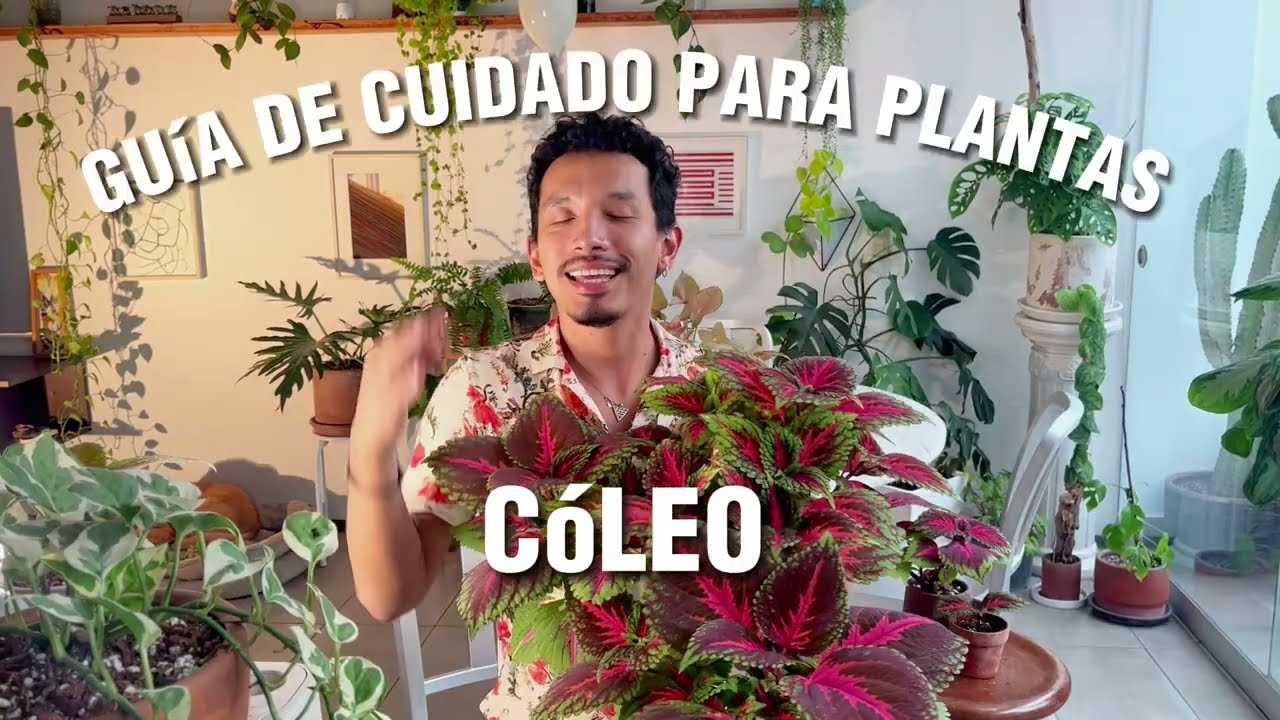 como cuidar un coleo en casa