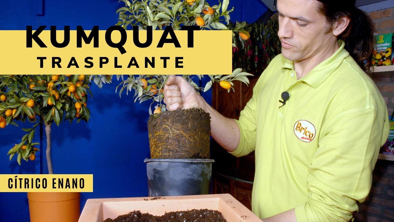 cómo cuidar un kumquat en maceta