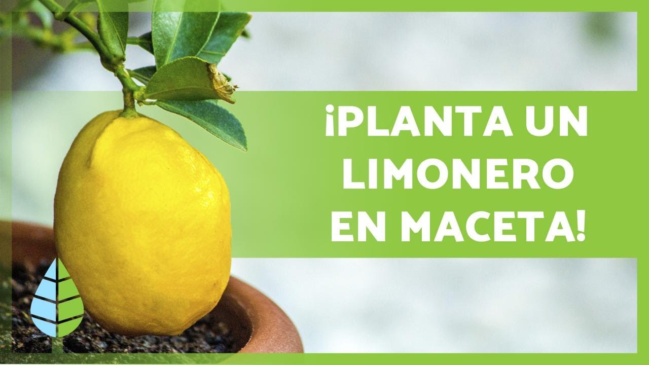 como cuidar un limonero en maceta