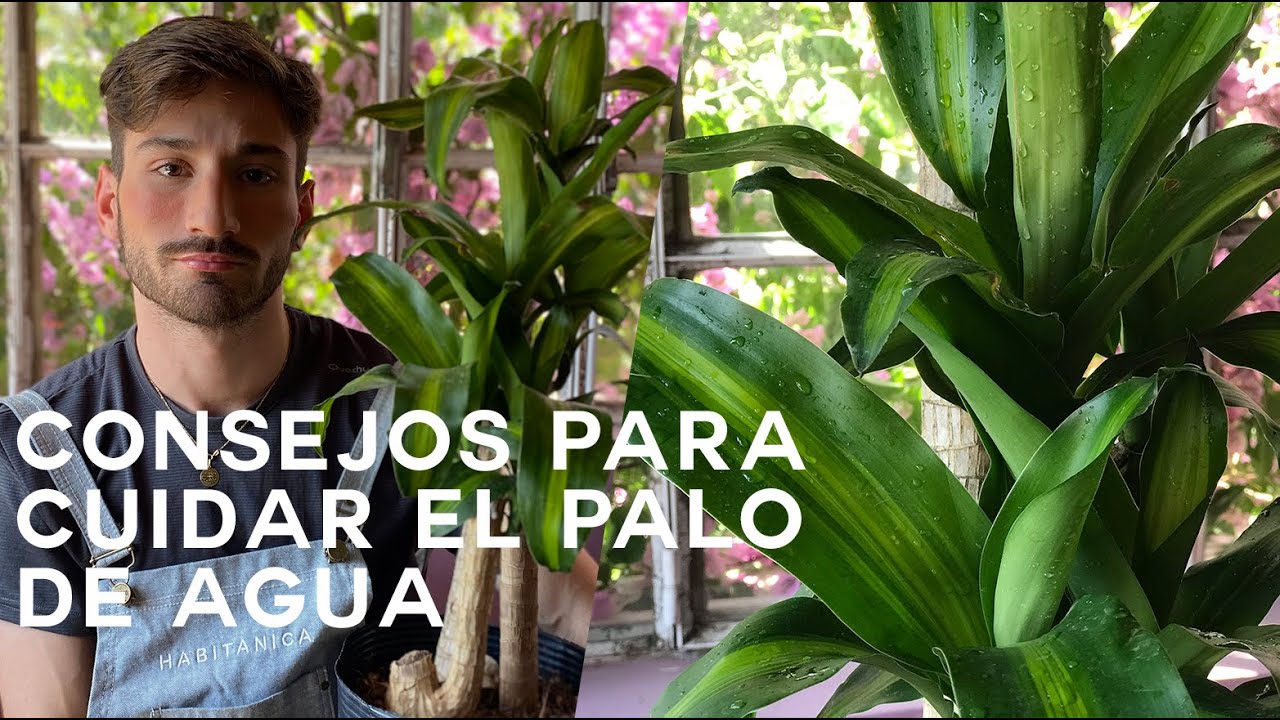 como cuidar un palo de agua