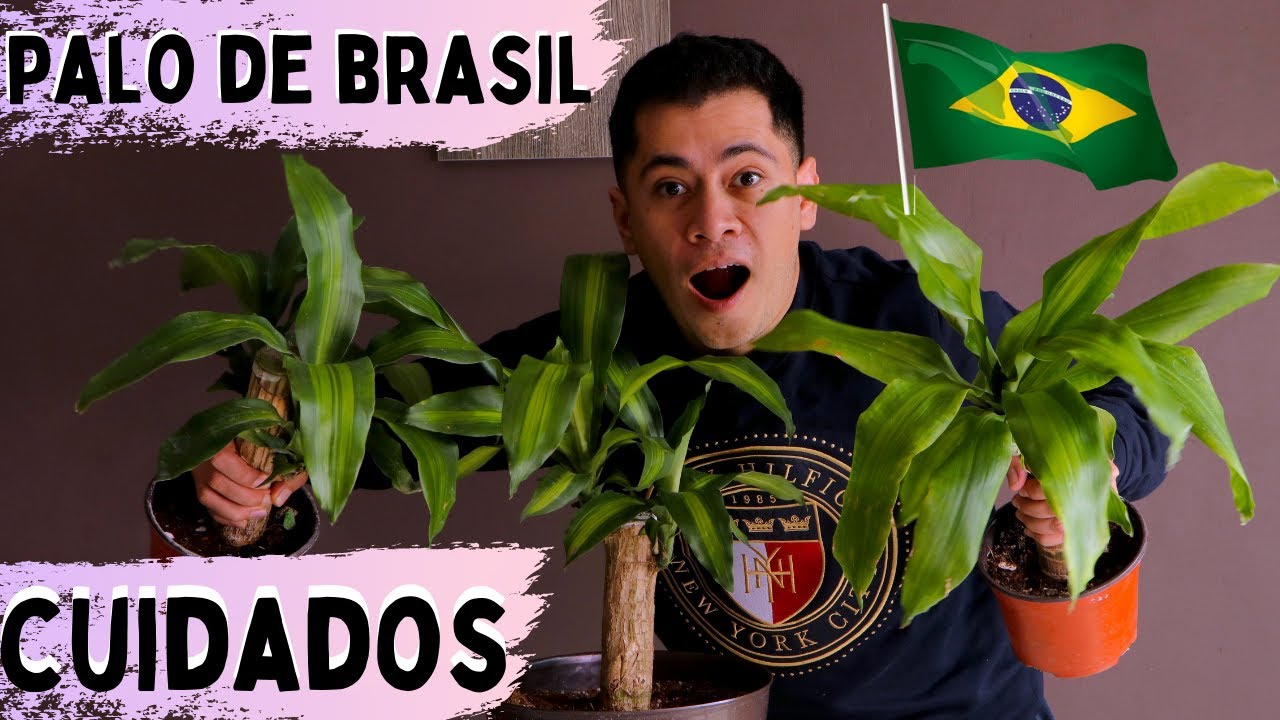 como cuidar un palo de brasil