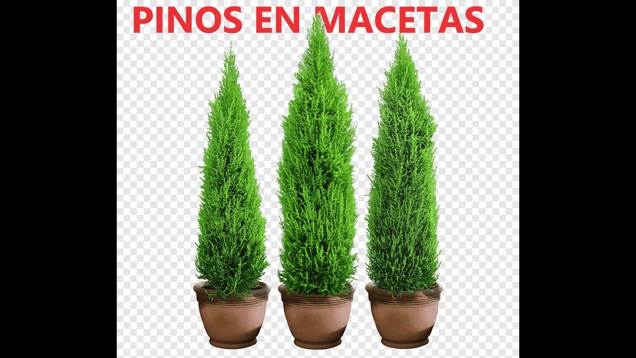 como cuidar un pinito en maceta