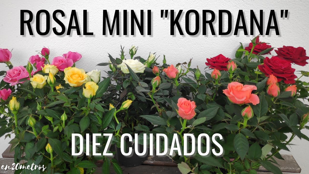 como cuidar un rosal de pitimini