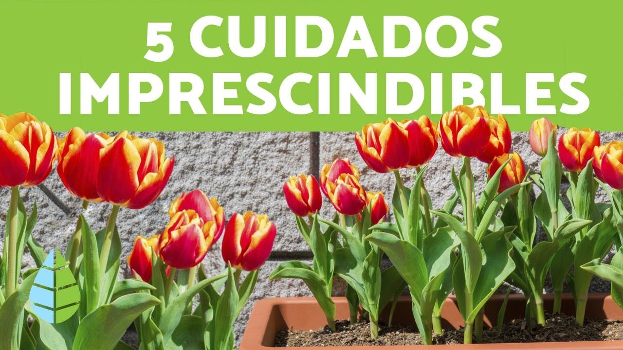 como cuidar un tulipán en maceta