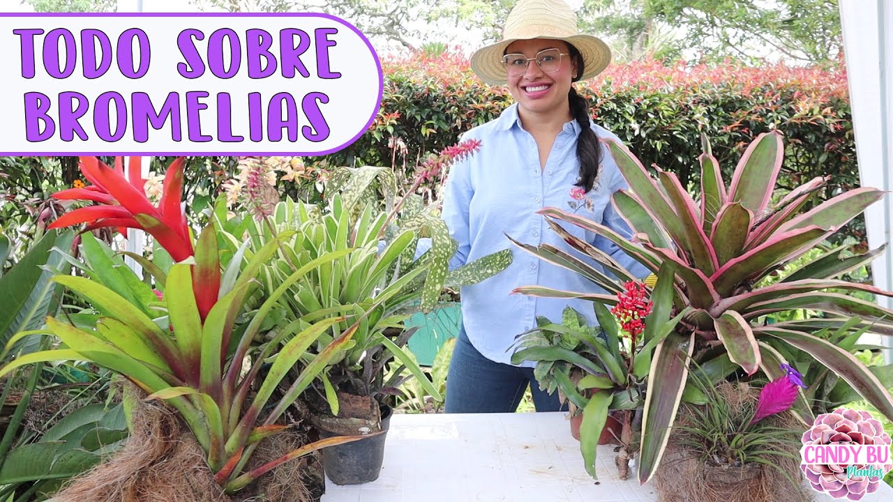 como cuidar una bromelia en casa