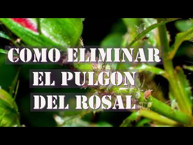 como eliminar el pulgón de los rosales