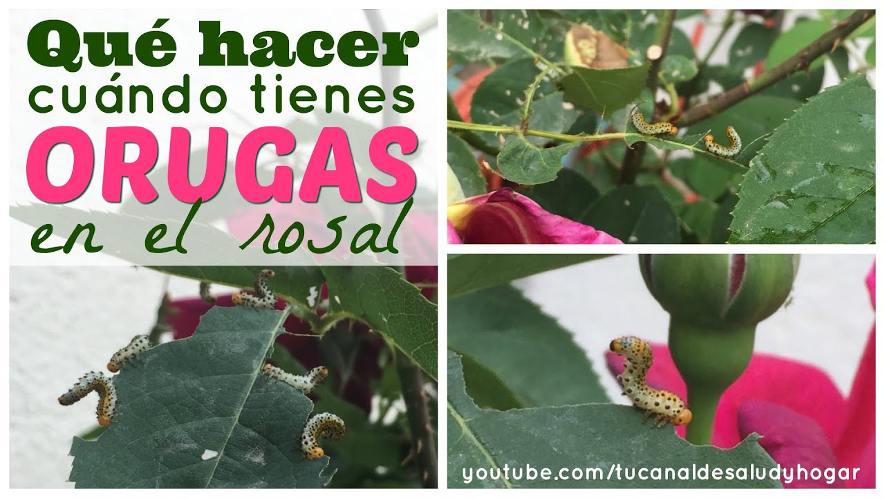 como eliminar gusanos verdes de los rosales
