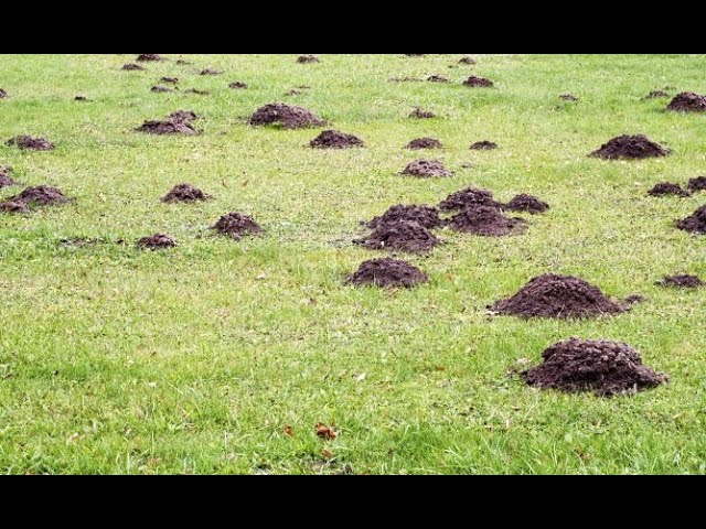 como eliminar los topos del jardin