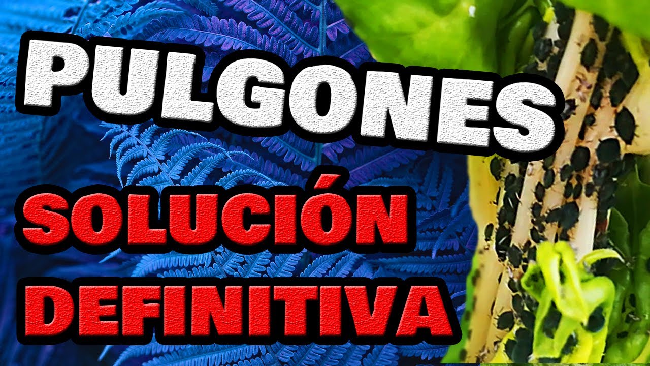 como eliminar pulgones en arboles frutales