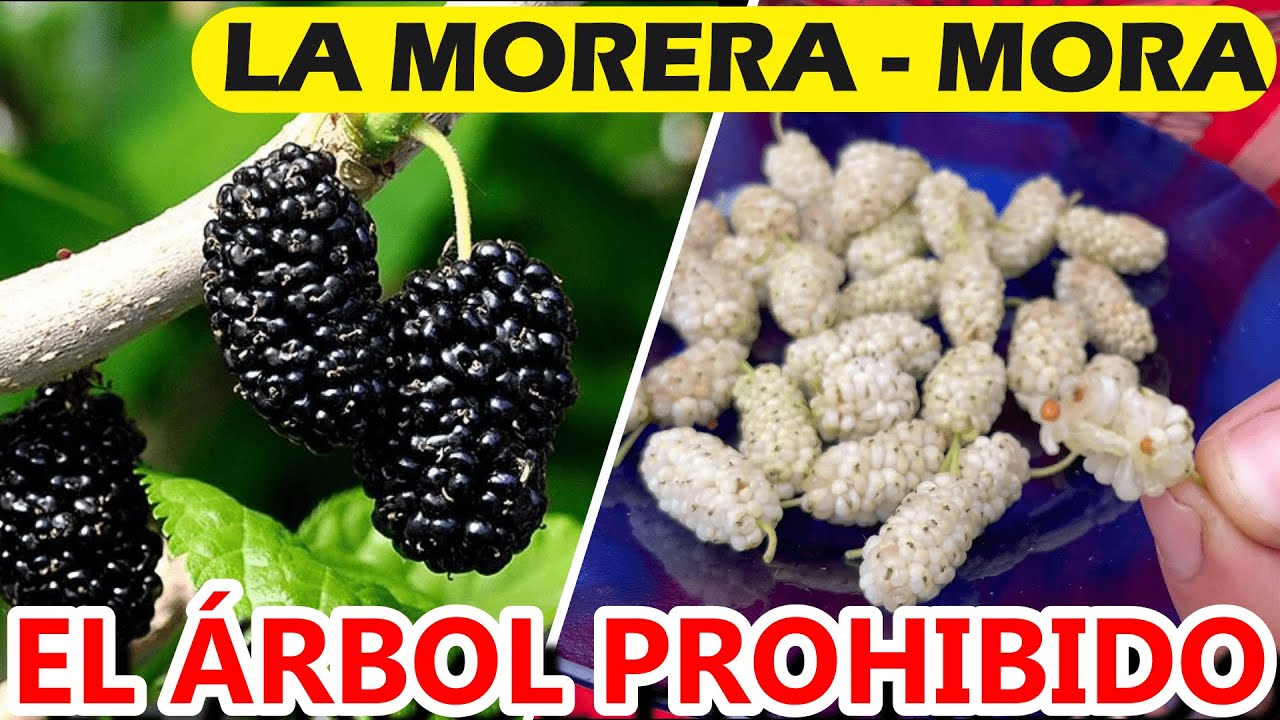 como es el arbol de mora