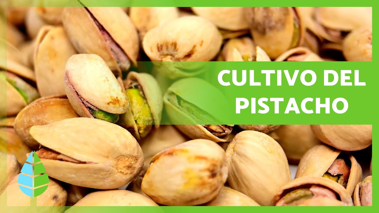 como es el arbol del pistacho