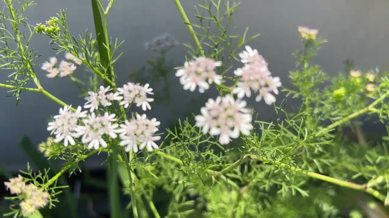 como es la flor del cilantro