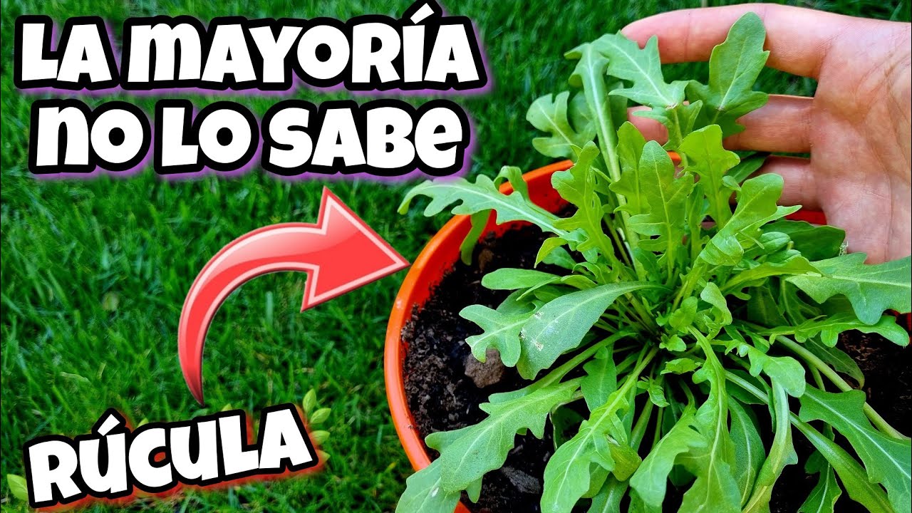 como es la hoja de rucula