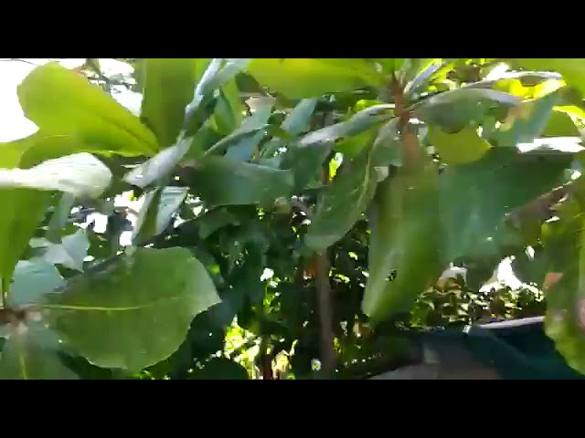 como es la hoja del almendro