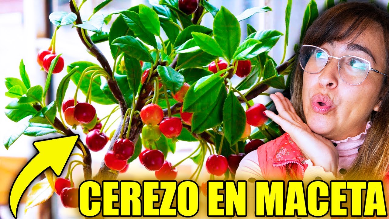como es la hoja del cerezo