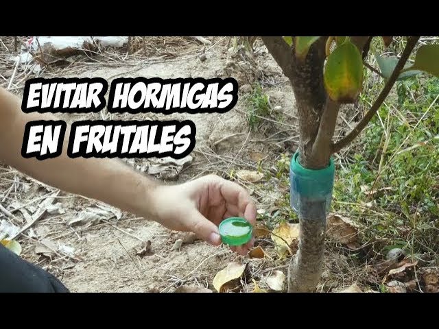 como evitar hormigas en los arboles