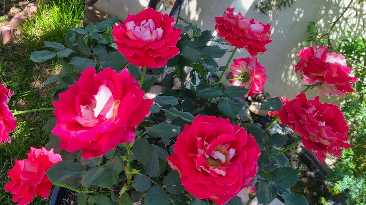 como hacer para que el rosal de muchas rosas