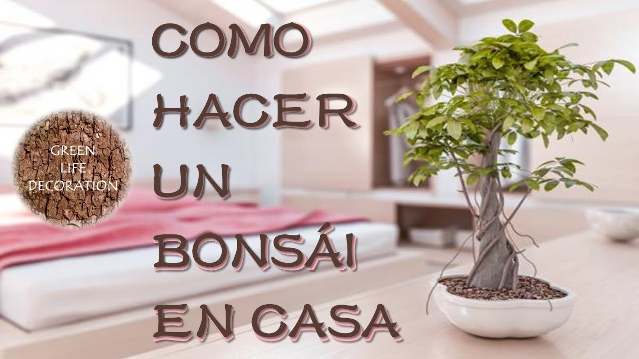 como hacer un arbol bonsai en casa paso a paso