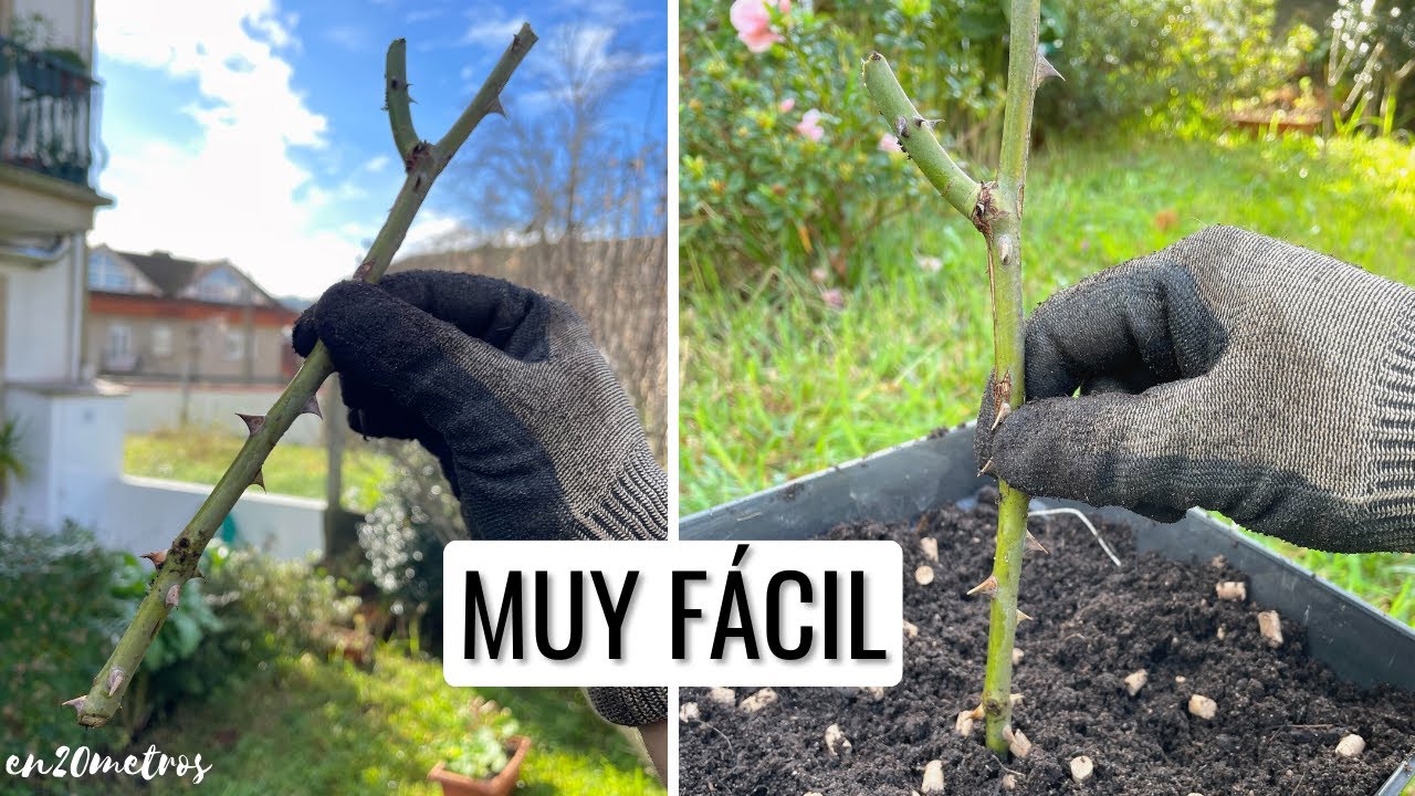 como hacer un esqueje de rosal