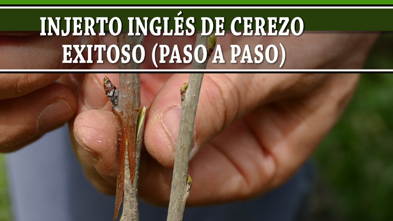 como hacer un injerto de cerezo
