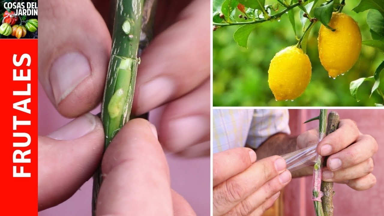 como hacer un injerto de limonero