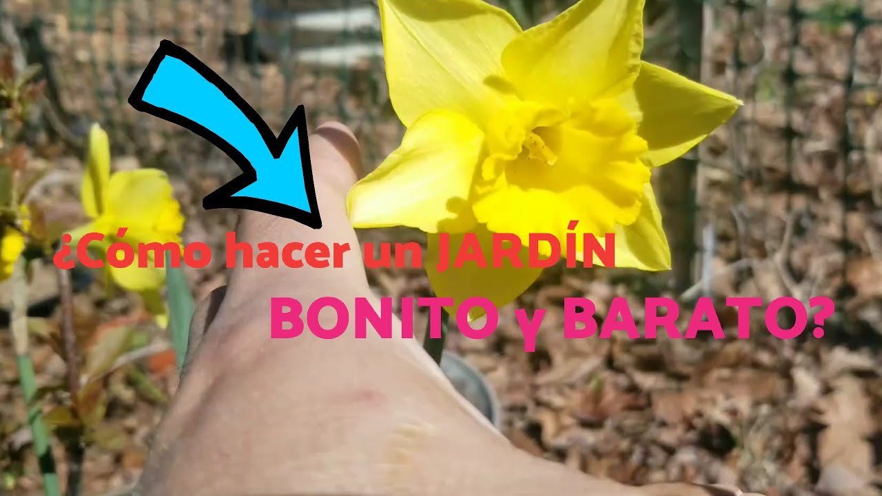 como hacer un jardín bonito y barato