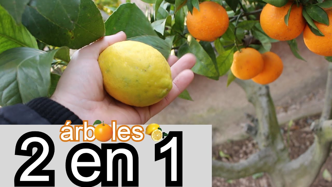 como injertar un limonero en un naranjo