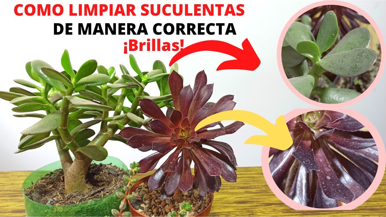 como limpiar las hojas de suculentas