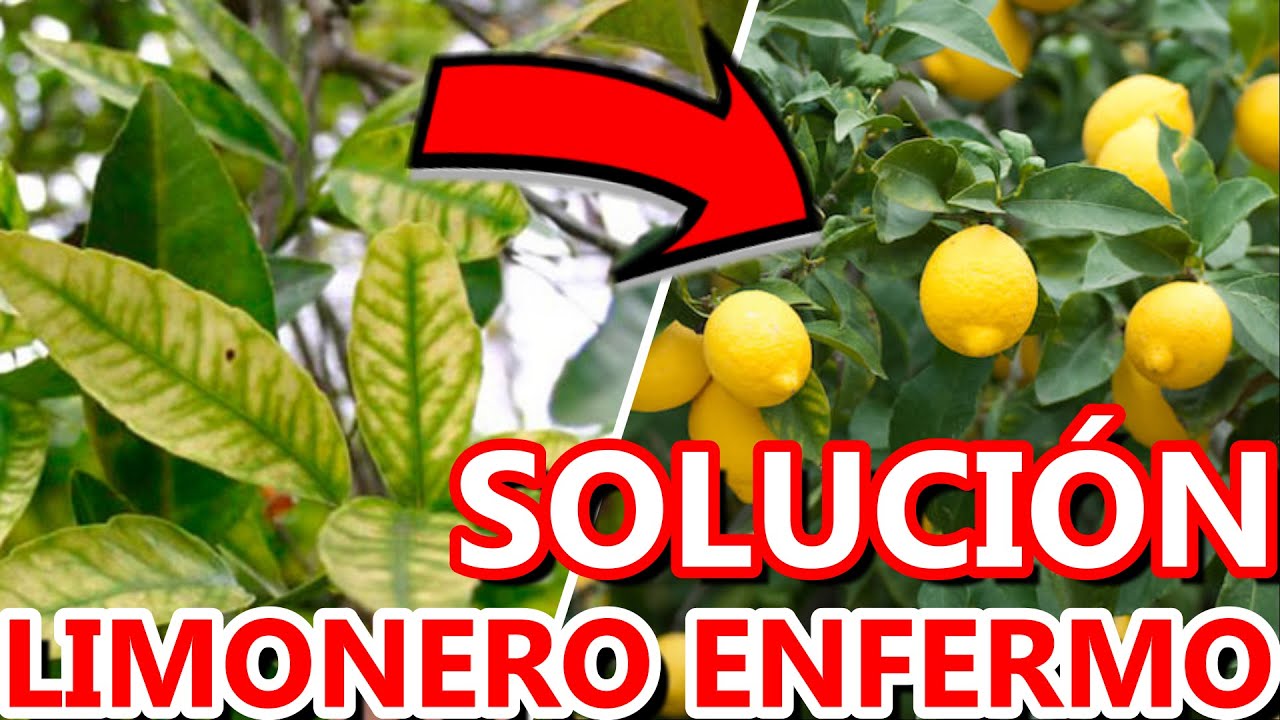 como limpiar las hojas del limonero