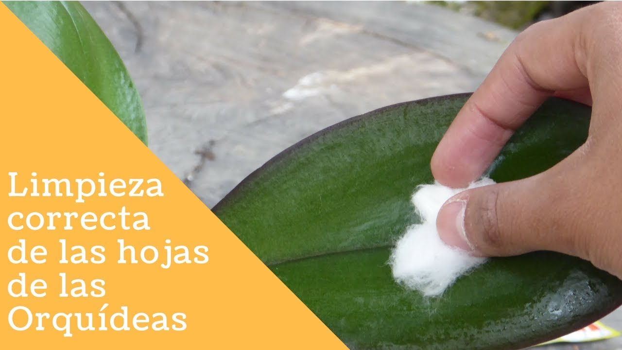 como limpiar las hojas verdes de las orquídeas