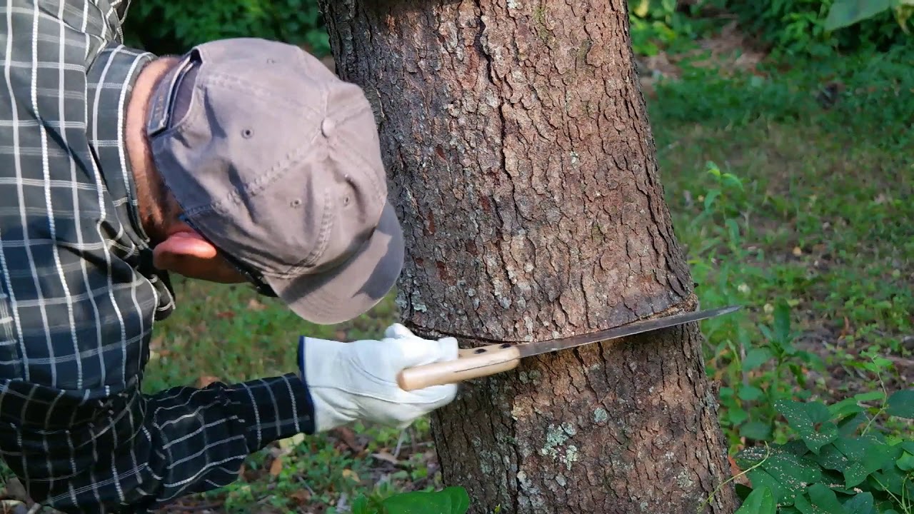 como matar un arbol sin dejar rastro